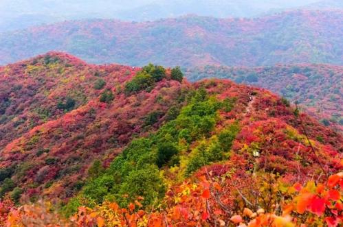 香山红叶红满天的季节到了 游客摩肩接踵来观赏