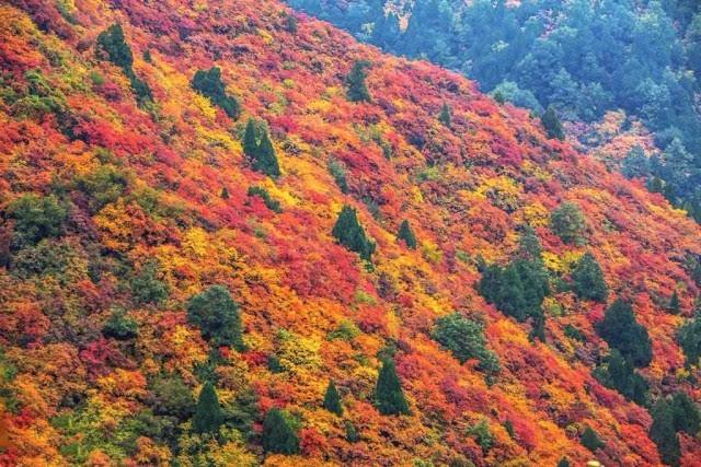 香山红叶红满天的季节到了 游客摩肩接踵来观赏