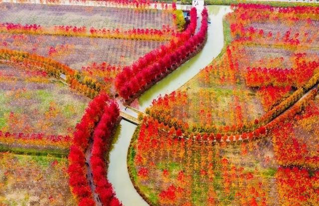 江苏邳州万亩红枫园