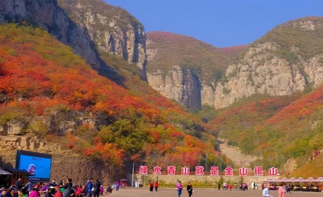 河北沙河白庄2万亩红枫、黄栌