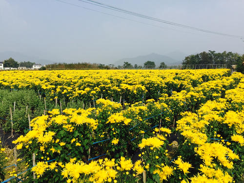 带你去看休宁菊花海 呼吸淡雅的菊香1