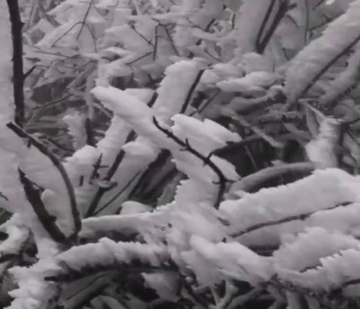 冰雪挂满了秃树的枝头