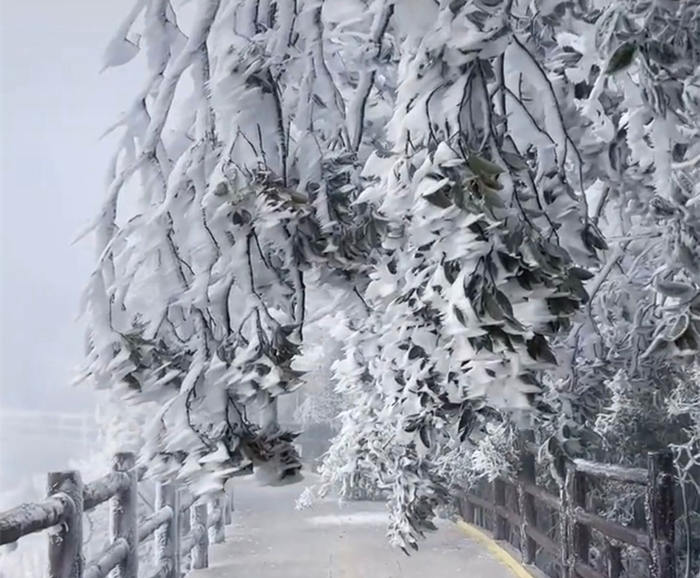 五指峰上如精雕般的雾凇雪景