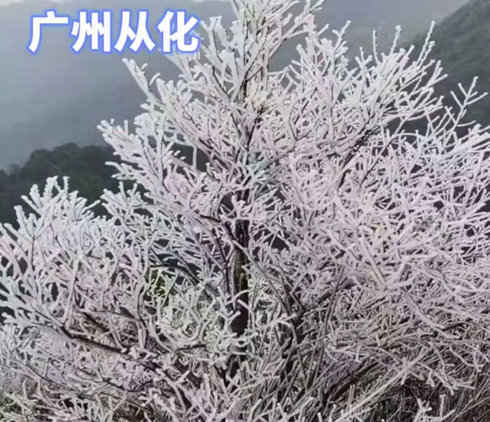 广东广州从化的雾凇雪景