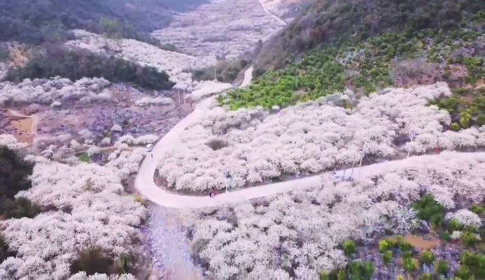 2021年清远阳山的“水浪花谷”千亩李花开了