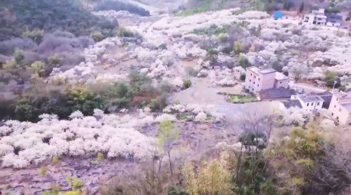 2021年清远阳山的“水浪花谷”千亩李花开了
