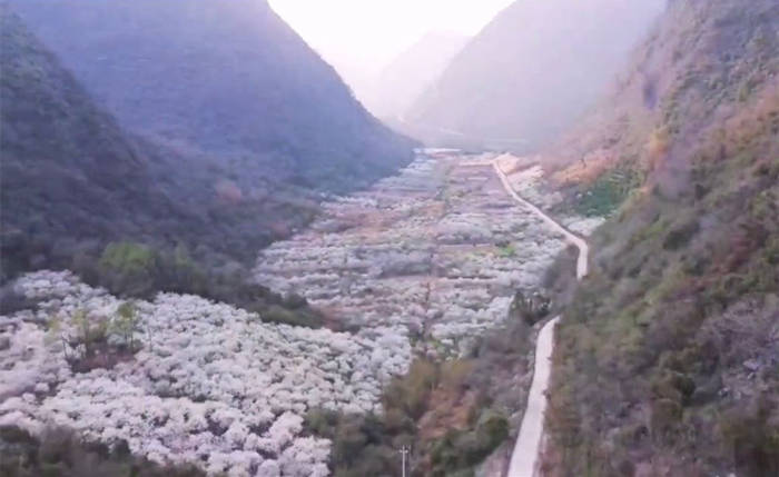 2021年清远阳山的“水浪花谷”千亩李花开了