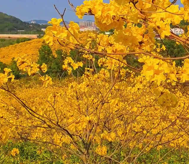 2021年中山云梯山公园黄花风铃木开花了