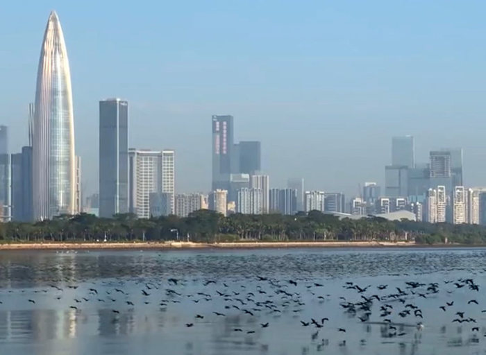 上万只鸬鹚到深圳湾栖息越冬觅食，非常震撼！