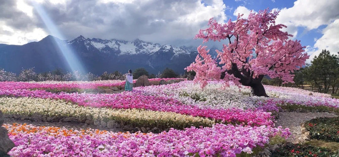 一起来欣赏丽江雪山峡谷演艺公园假花的美！