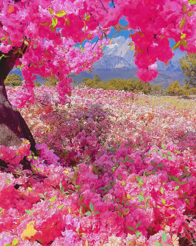 一起来欣赏丽江雪山峡谷演艺公园假花的美！