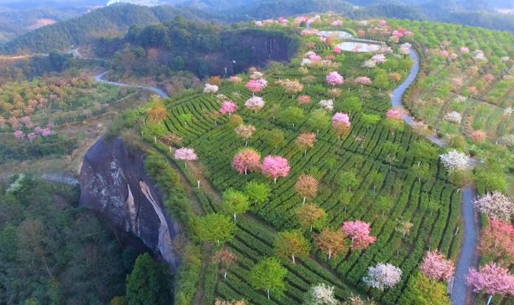 湖南郴州高椅岭对面未开放的浪漫花海美景图1