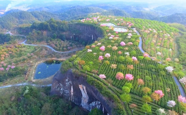 湖南郴州高椅岭对面未开放的浪漫花海美景图3