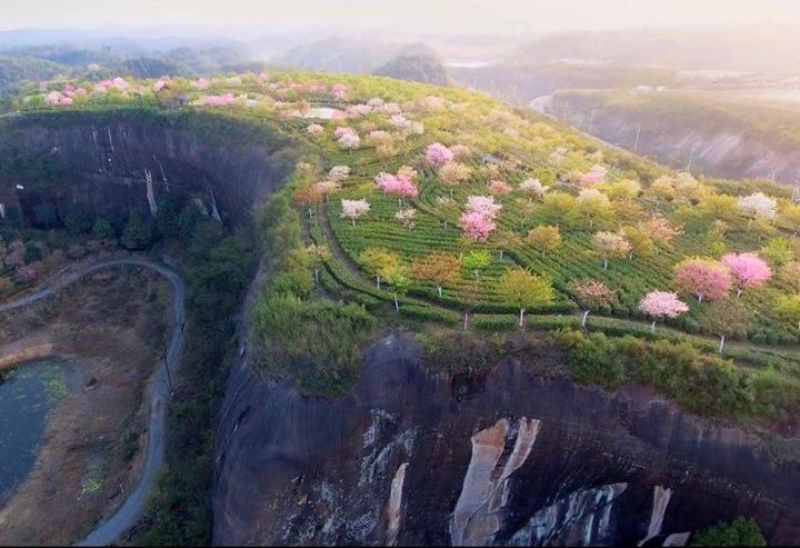 湖南郴州高椅岭对面未开放的浪漫花海美景图4