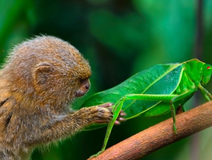 地球上最小的猴子--侏儒狨猴抱蚂蚱大腿