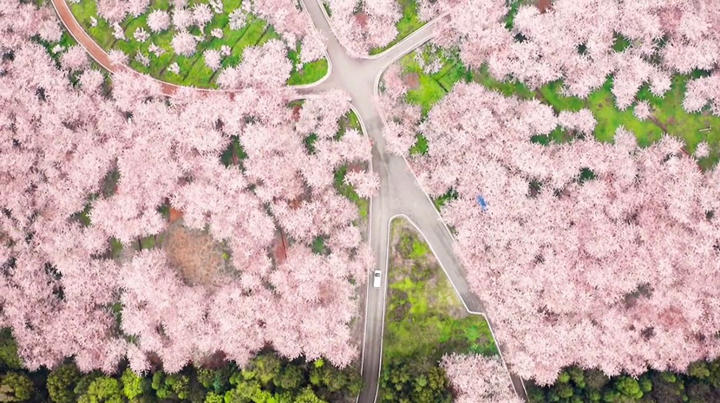 贵州平坝万亩樱花园