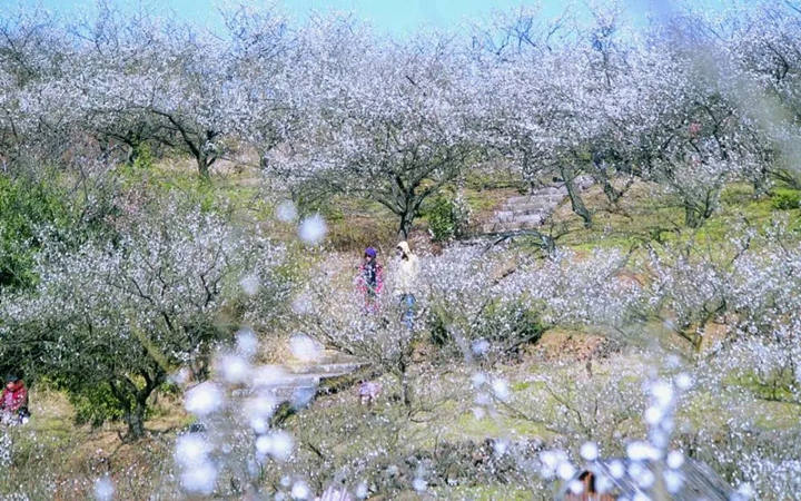 盘点国内万株级别的梅花景点，一起去看腊梅飘香处！