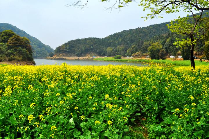 本地病例再起，今年清明节还能放心出游？