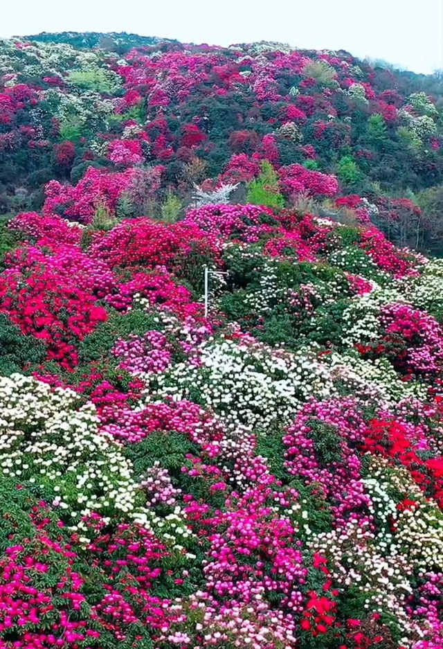 贵州毕节百里杜鹃景区，鲜花怒放如花海美景3