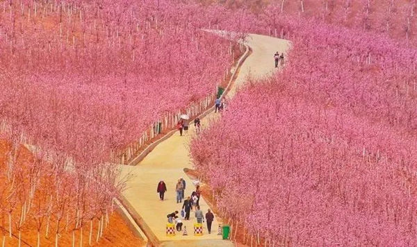 4000亩荒山变美丽樱花谷，十年开垦无人知，一朝花艳惊天下！
