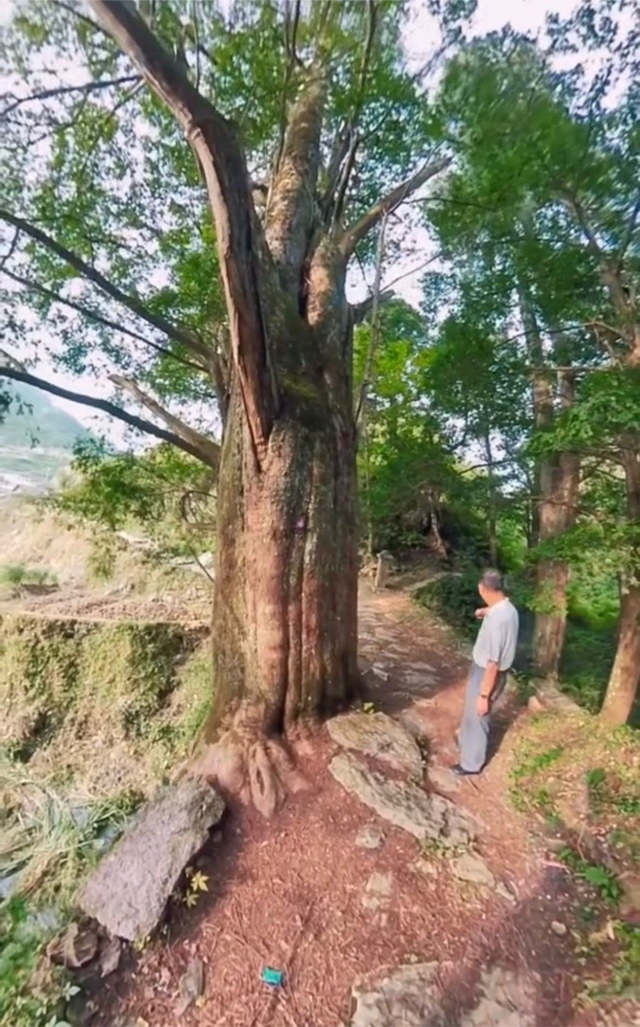 带你去看神奇的世界：湖南大塘村桥上参天古树3