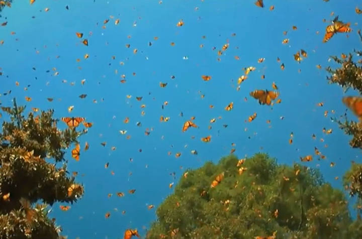 带你去看神奇的世界：云南红河蝴蝶谷1.5亿只蝴蝶大爆发奇观