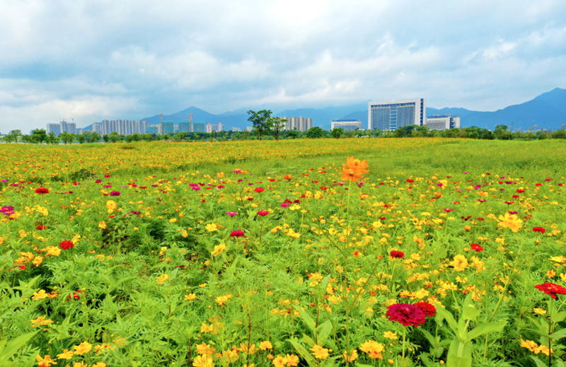 砚阳湖公园新景点--75亩花海等你来打卡