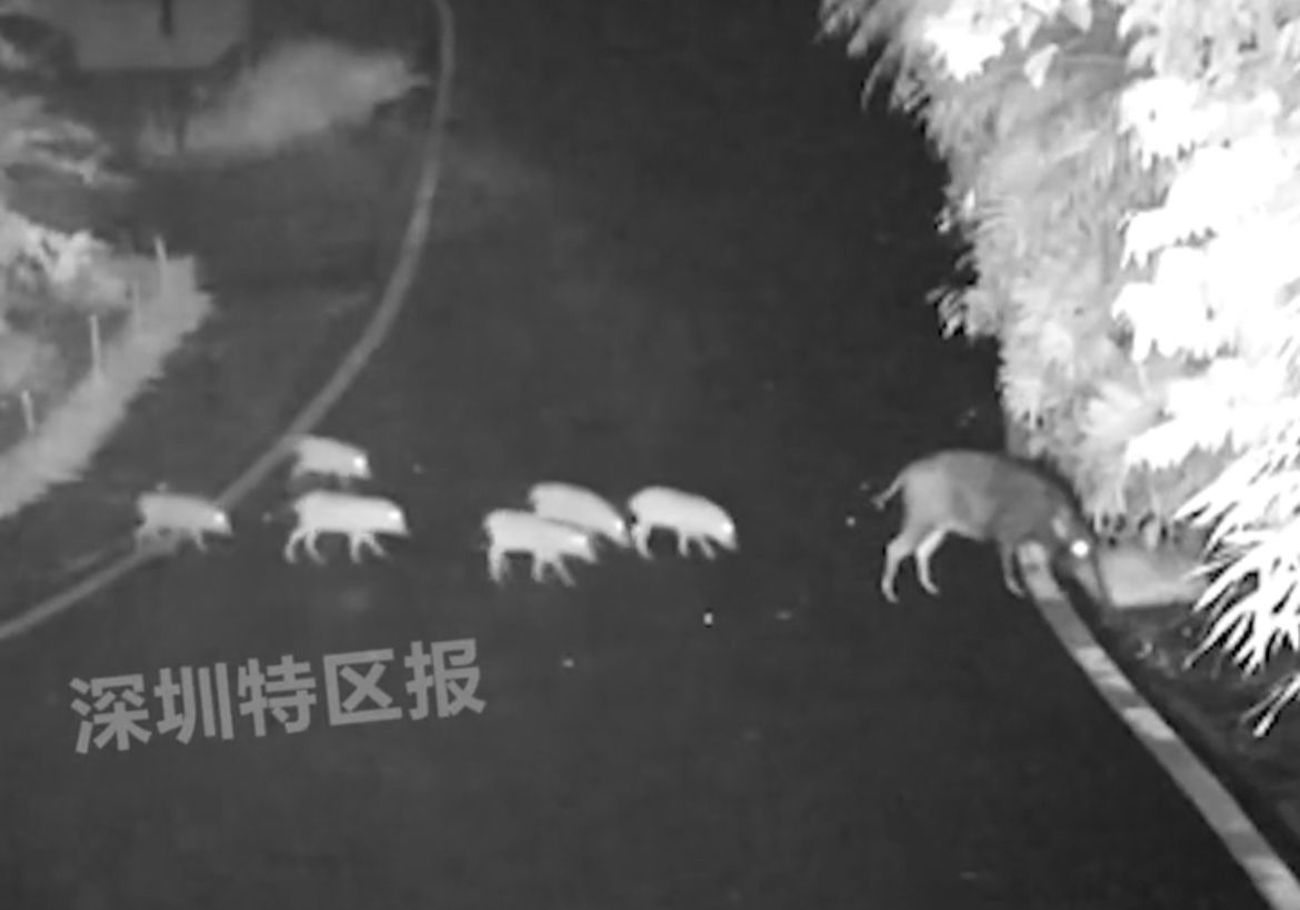 疫情导致深圳仙湖植物园游客减少，野猪拖家带口来逛园2