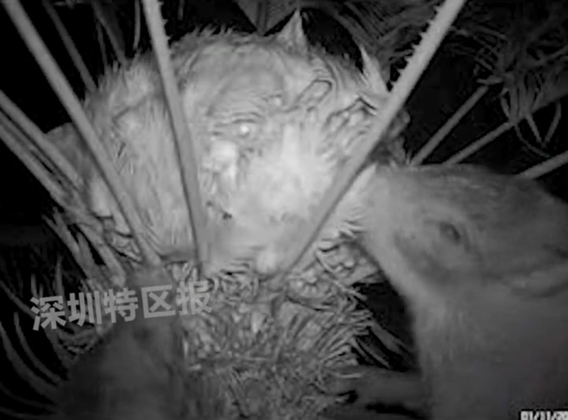 疫情导致深圳仙湖植物园游客减少，野猪拖家带口来吃苏铁