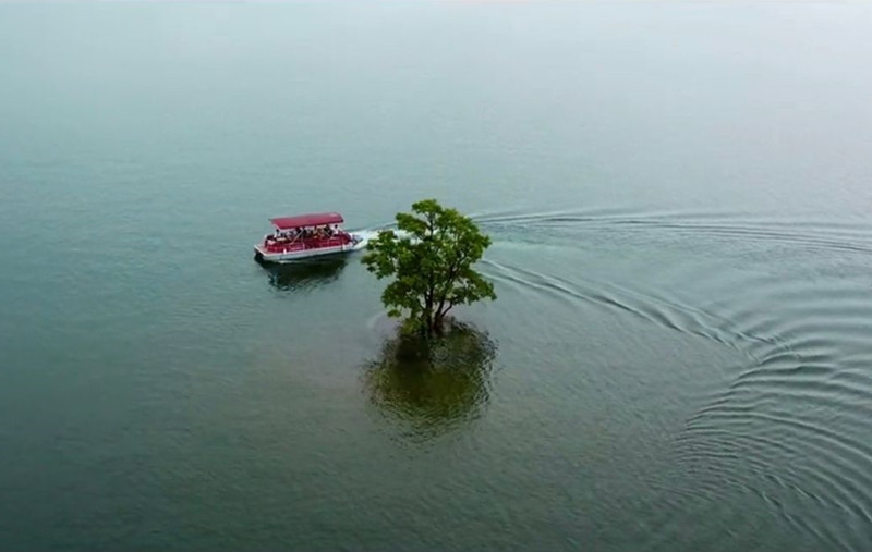 带你去看神奇的世界：一棵树就是一座岛近景