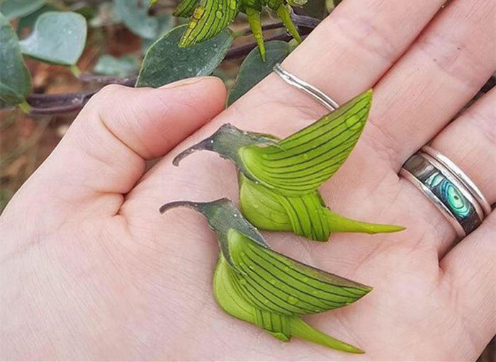  青鸟花的品类