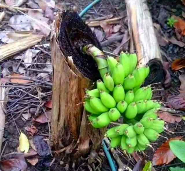 被砍掉树干但却结出果实的香蕉