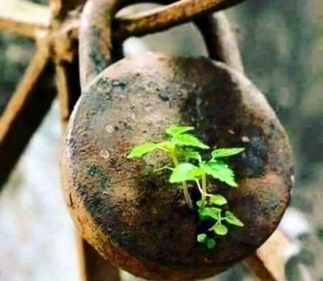 长在铁锁上的小草