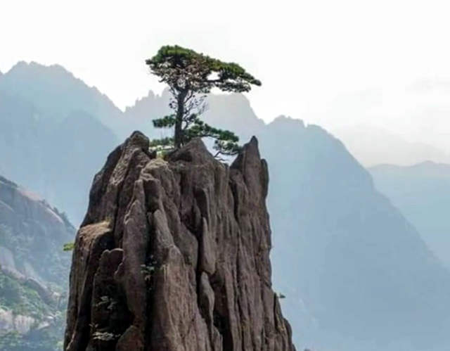 长在石山顶部的松树