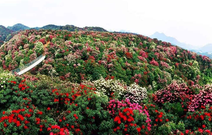  这是贵州的花盘（贵州毕节百里杜鹃景区）