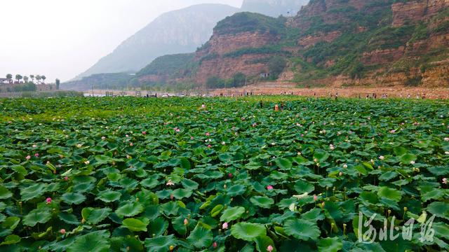 沙河十里荷塘美景吸引众多游客前来打卡拍照1