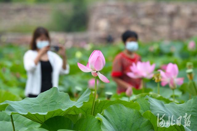 沙河十里荷塘美景吸引众多游客前来打卡拍照2