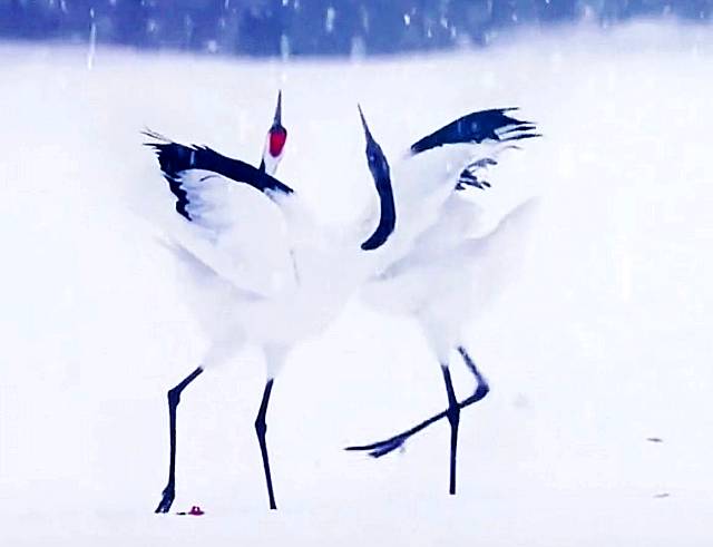 大兴安岭雪中漫舞的双鹤，令人叹为观止，羡煞旁人！