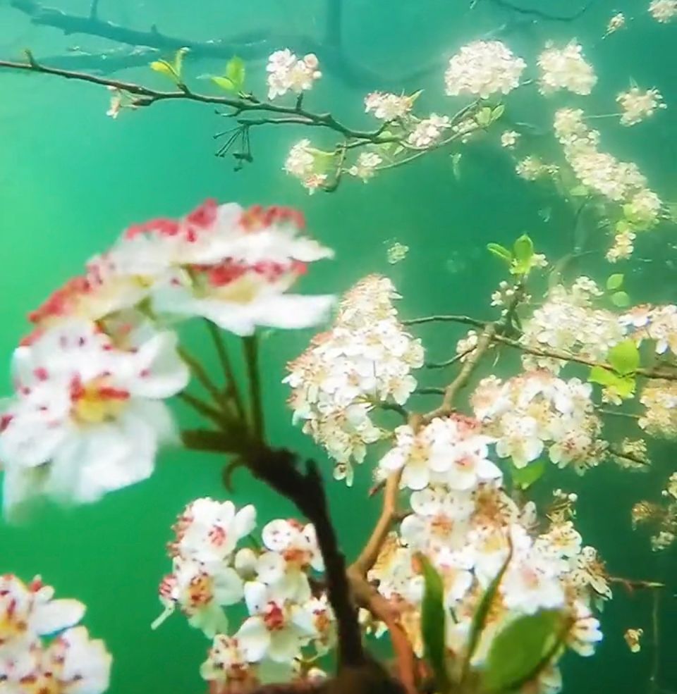 梅州蕉岭的长潭水库惊现一支水下梨花2