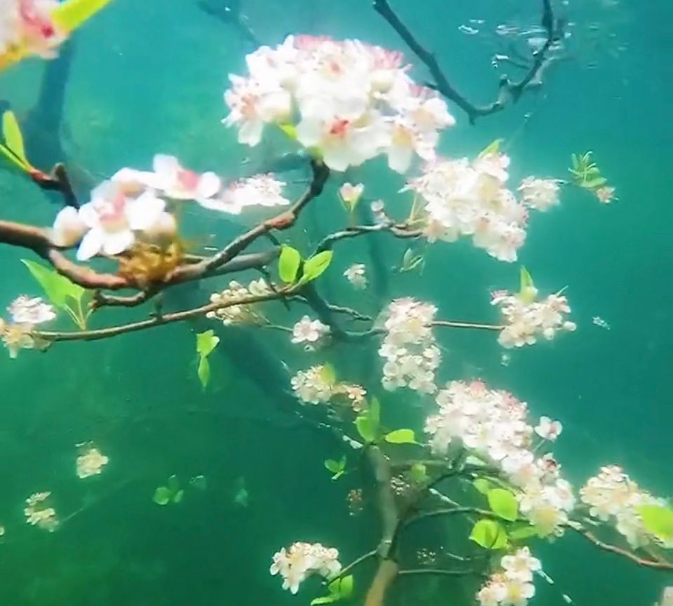 梅州蕉岭的长潭水库惊现一支水下梨花3