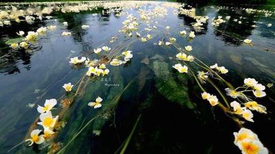 带你去看美丽的风景：桂林永福一条会开花的河--百寿河