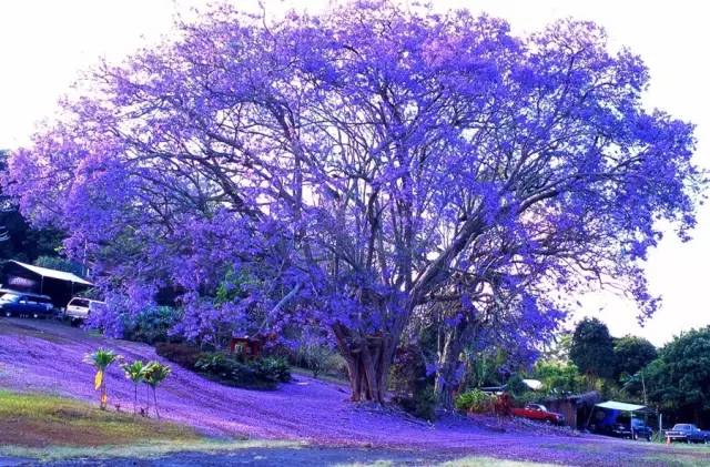 蓝花楹什么时候开花？花期有多长？(国内蓝花楹花期！)