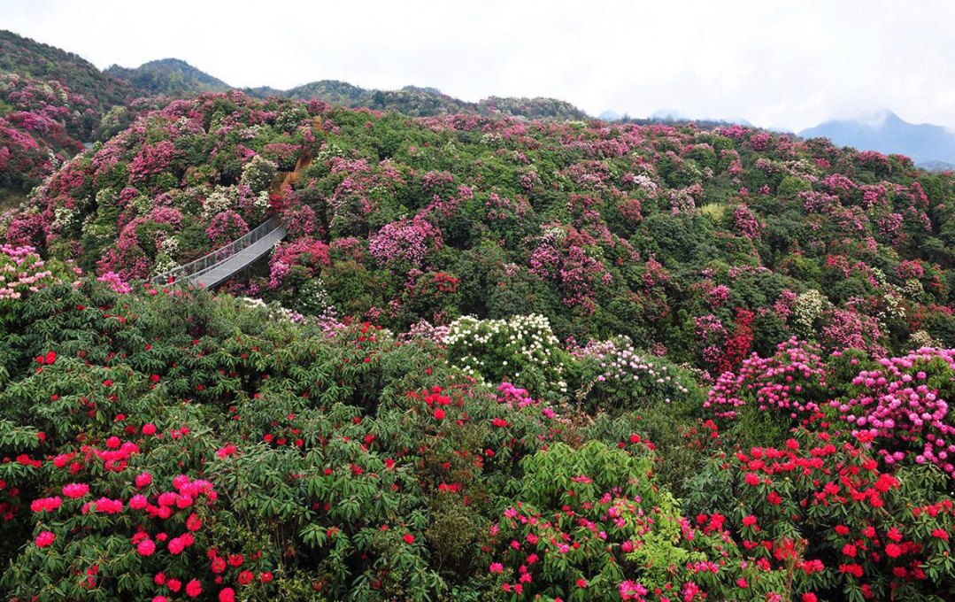 贵州旅游必去10大景点--3、毕节百里杜鹃