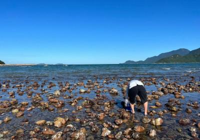 深圳绝佳赶海圣地--花海间海滩赶海游玩停车攻略