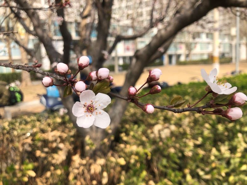 北京庆丰公园3