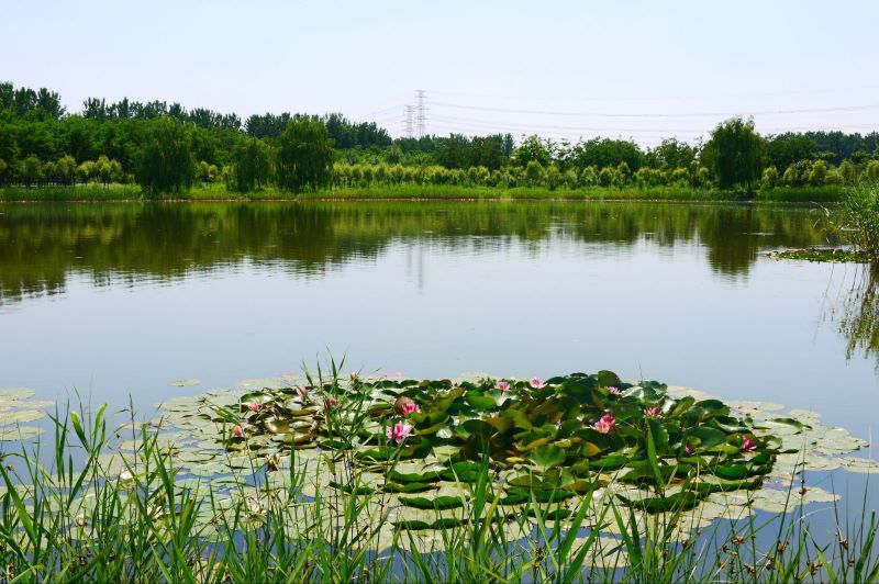 北京顺义汉石桥湿地景区