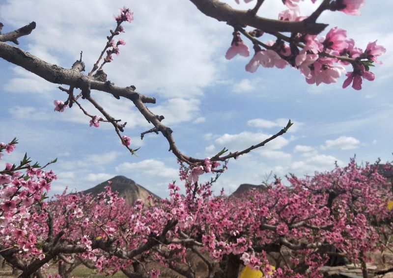 青海民和桃花园林