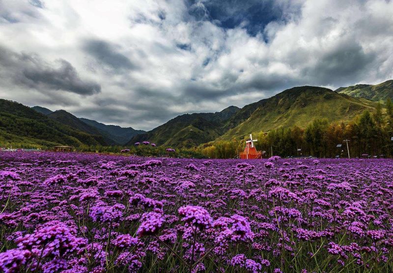 民和七里花海景区
