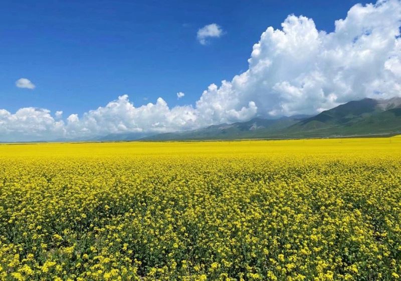 门源百里油菜花海景区