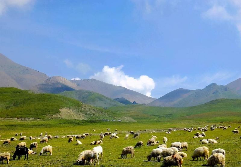 门源祁连山国际生态牧场